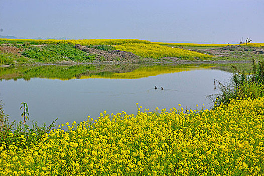水塘,中间,芥末,地点,孟加拉,十二月,2007年