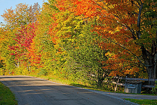 乡间小路,秋色,魁北克,加拿大