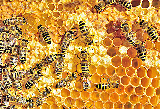 欧洲,蜜蜂,意大利蜂,蜂窝,清新,蜂蜜,巴伐利亚,德国
