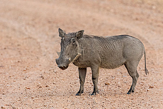 疣猪,站立,小路,南卢安瓜国家公园,赞比亚,非洲