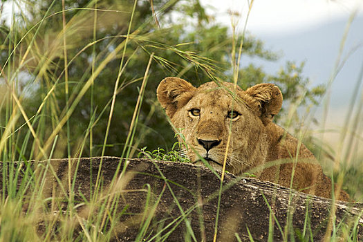 狮子,树林,山谷,国家公园,乌干达