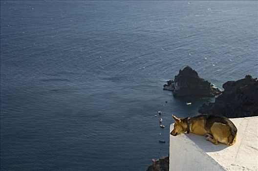 狗,看,锡拉岛,基克拉迪群岛,爱琴海,希腊