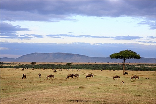 角马,牧群,马赛马拉,肯尼亚,非洲