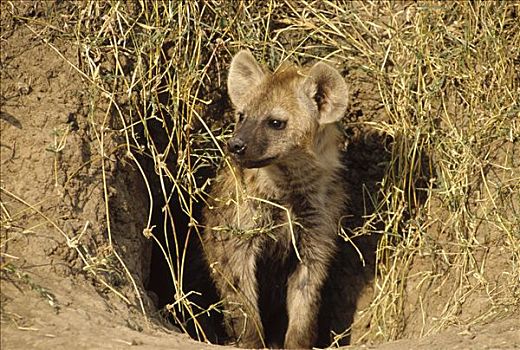 斑鬣狗,幼小,出现,洞穴,非洲