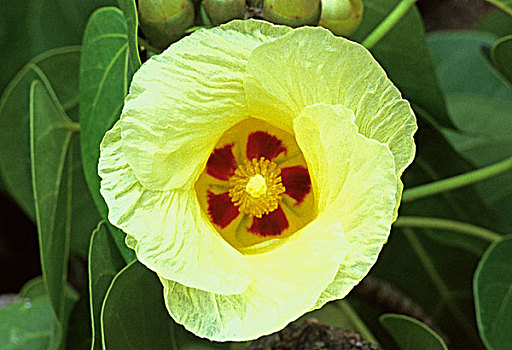 开曼群岛,黄花,盛开,树上