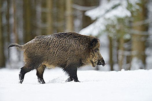 野猪,冬天,巴伐利亚,德国
