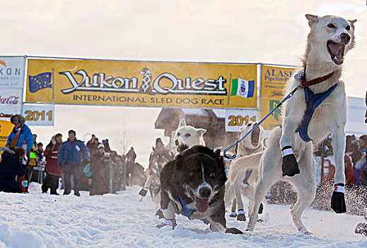 狗队,雪橇狗,跳跃,兴奋,领先,阿拉斯加,爱斯基摩犬,开端,育空,追求,国际,比赛,育空地区,加拿大