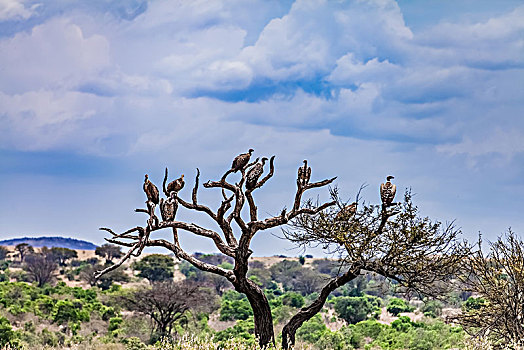 坦桑尼亚塞伦盖蒂草原秃鹫生态环境