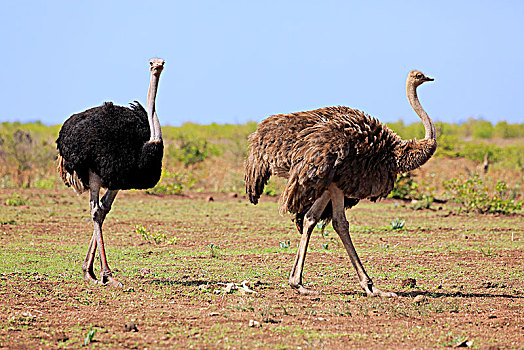 南非,鸵鸟,鸵鸟属,骆驼,成年,动物,一对,跑,克鲁格国家公园,非洲