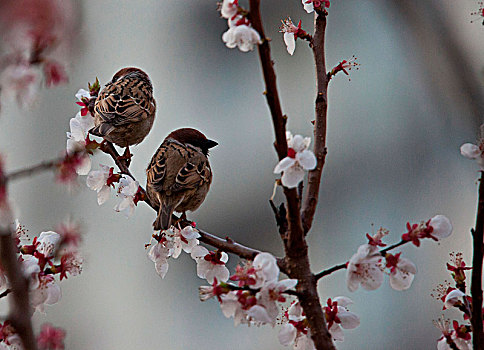 春天,花朵,杏花,野外,踏春,美丽,麻雀,鸟,野生动物