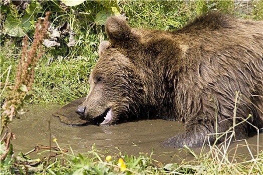 野生,熊,降温,水中