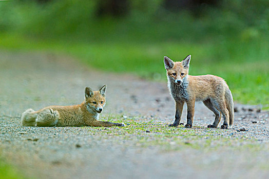 红狐,狐属,两个,幼兽,狐狸,德国,欧洲