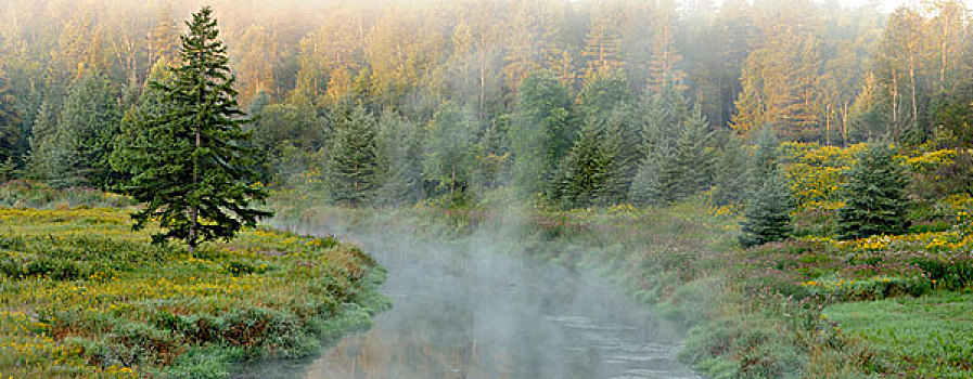 早晨,雾气,连通,溪流,萨德伯里,安大略省,加拿大