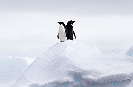 阿德利企鹅,背对背,浮冰,南大洋,英里,北方,东方,南极