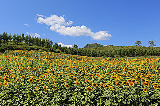 塞罕坝草原风光,向日葵花