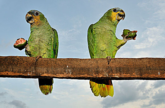 两个,鹦鹉,番石榴,巴西,南美