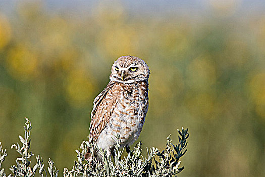 穴鸮,成年,普韦布洛,西部,科罗拉多