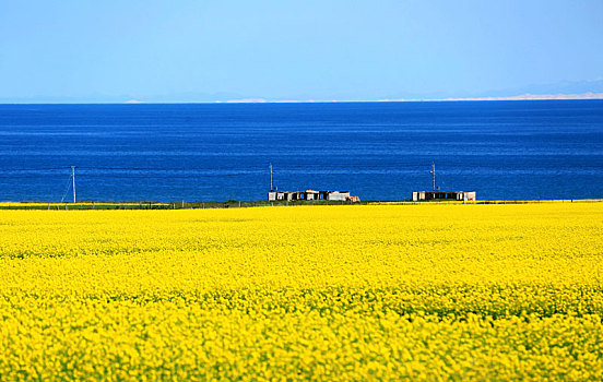 青海湖岸油菜花