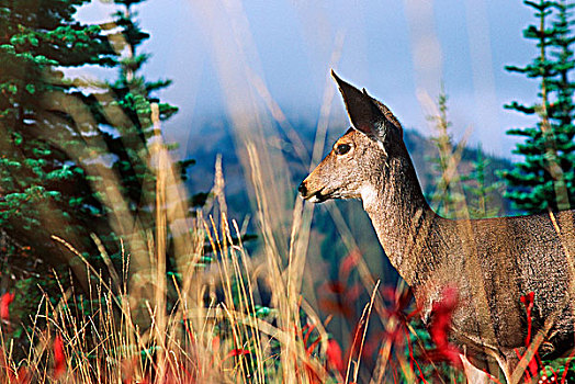 黑尾鹿,骡鹿,草,不列颠哥伦比亚省,加拿大