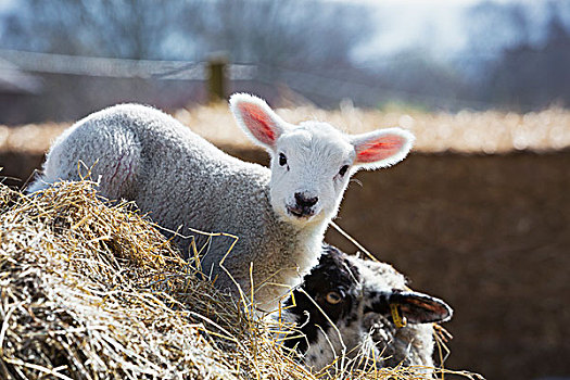 诞生,羊羔,偷窥,室外,后视图,大捆,稻草