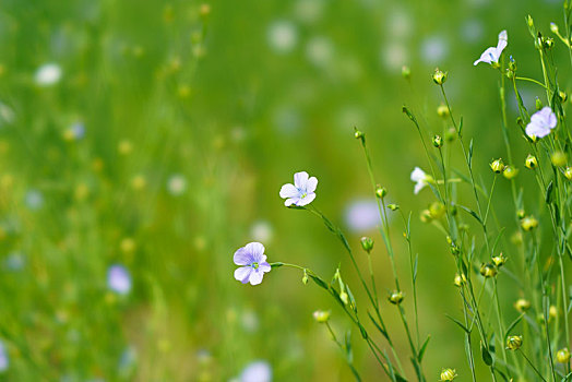 亚麻,花