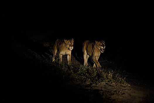 两个,雌狮,成年,夜晚,南非,非洲