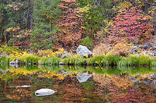 秋色,草,默塞德河,优胜美地山谷,优胜美地国家公园,加利福尼亚