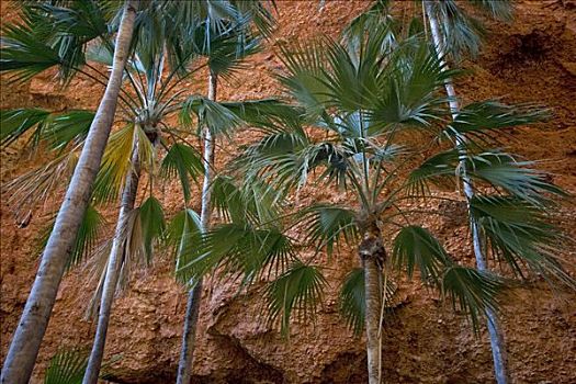 棕榈树,红崖,迷你,徒步旅行,波奴鲁鲁国家公园,金伯利,西澳大利亚,澳大利亚