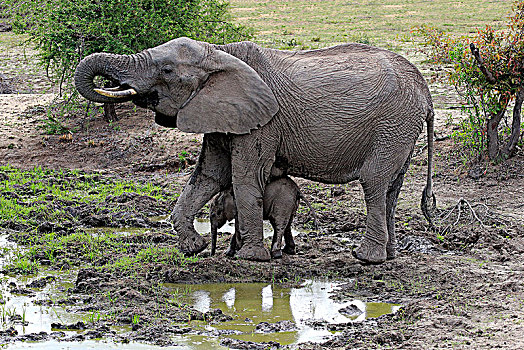 非洲象,大象,母牛,小动物,泥,洞,沙子,禁猎区,克鲁格国家公园,南非,非洲