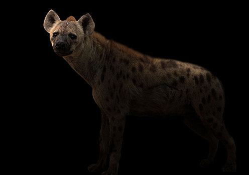斑鬣狗,暗色