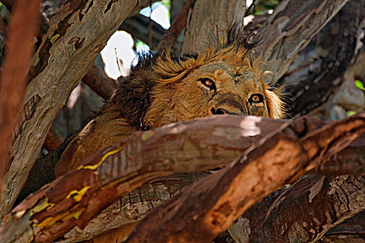 雄性,狮子,休息,树上,国家公园,坦桑尼亚