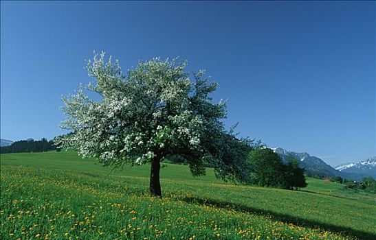 盛开,苹果树,巴伐利亚,德国