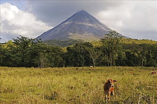 阿雷纳尔,火山,哥斯达黎加,中美洲