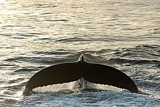 鲸尾叶突,驼背鲸,大翅鲸属,鲸鱼,巴伦支海,海洋,斯瓦尔巴群岛,斯瓦尔巴特群岛,挪威,欧洲