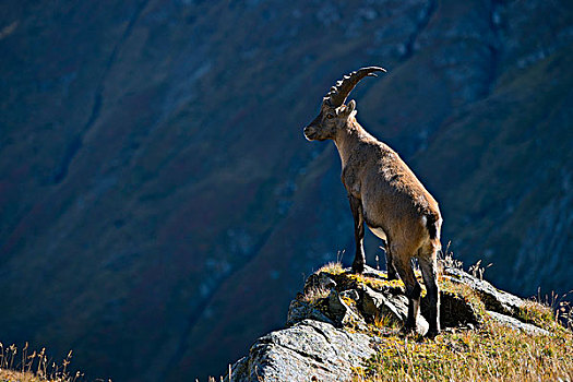 阿尔卑斯野山羊,雄性,站立,悬崖,边缘,高,陶安,国家公园,卡林西亚,奥地利,欧洲