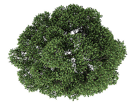 俯视,夏栎,树,隔绝