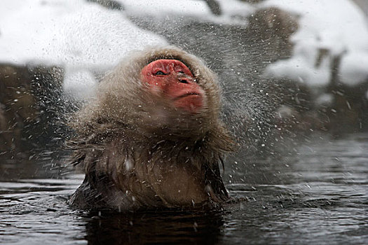 日本猕猴,雪猴,抖动,水,日本