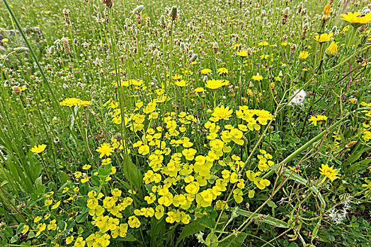 小黄花