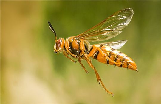 蝉,行凶,黄蜂,雌性,飞,孤单,食物,后面,幼兽