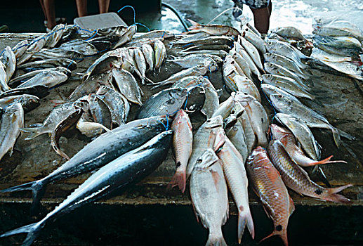 鱼市,品种,抓住,鱼肉
