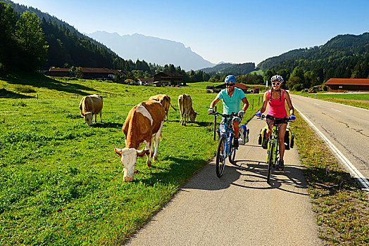 两个,骑车,自行车道,靠近,母牛,草场,泽哈尔,齐姆高,上巴伐利亚,德国,欧洲