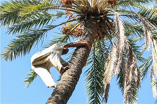 男人,攀登,棕榈树,绿洲