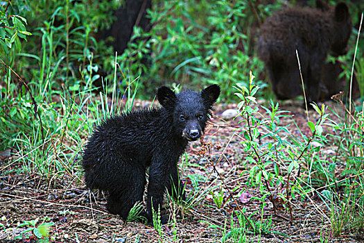 幼兽,黑熊,美洲黑熊,兄弟姐妹,不列颠哥伦比亚省,加拿大
