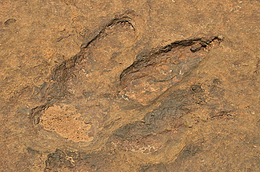 化石,脚印,暴龙,靠近,乡村,喀麦隆,中非,非洲