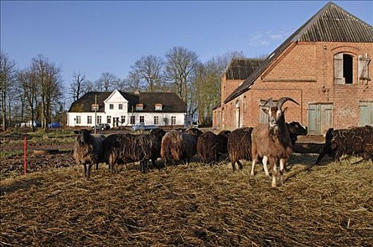 山羊,绵羊,老,农场,梅克伦堡前波莫瑞州,德国,欧洲