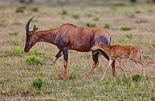 羚羊,转角牛羚,幼兽,马赛马拉国家保护区,肯尼亚,东非,非洲