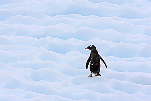 巴布亚企鹅,冰山,岛屿,南极