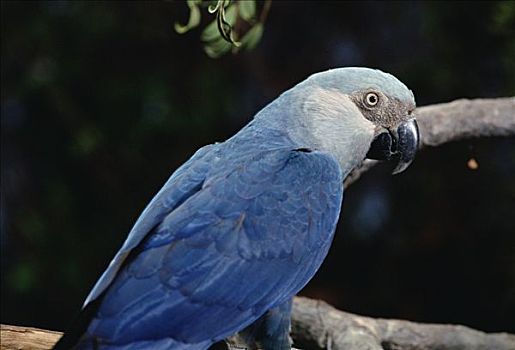 小,蓝色,金刚鹦鹉,栖息,枝头,潘塔纳尔,巴西