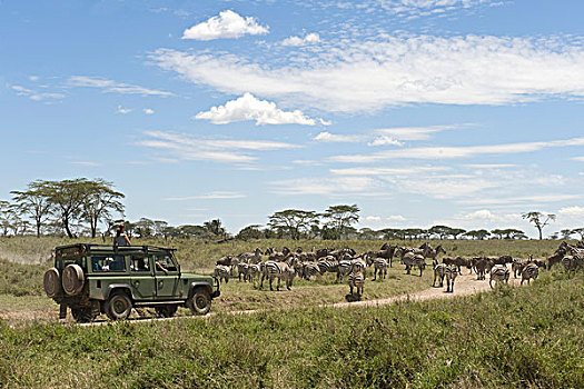 旅行队,全地形车,看,斑马,迁徙,塞伦盖蒂,坦桑尼亚,非洲