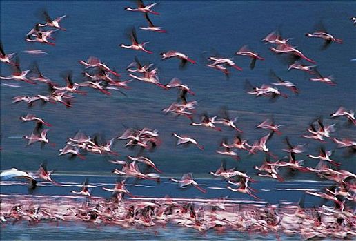 成群,飞,火烈鸟,鸟,纳库鲁湖,肯尼亚,非洲,动物
